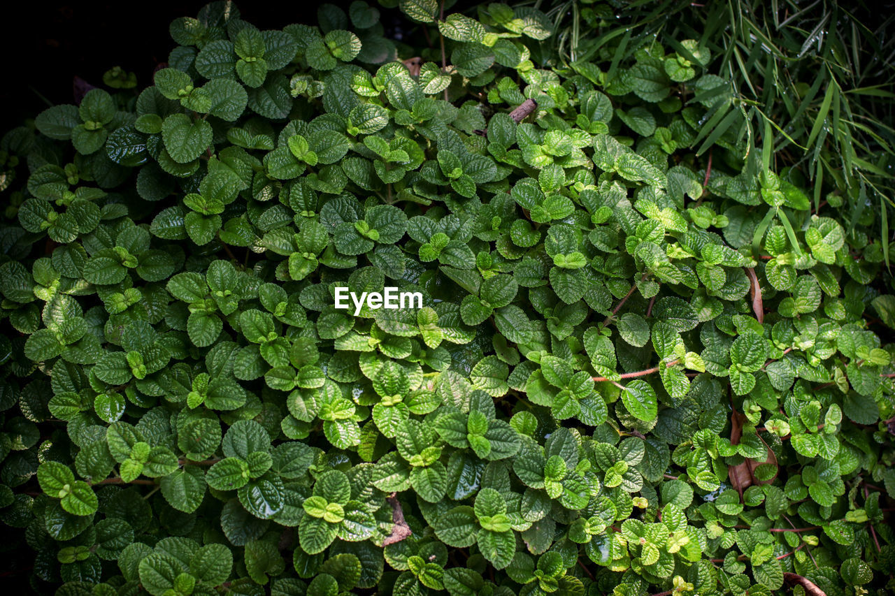 HIGH ANGLE VIEW OF LEAVES