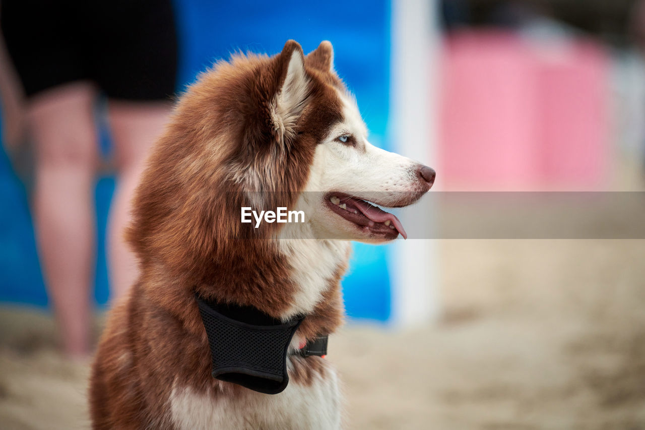 Husky dog close up on summer sandy beach. cute funny siberian husky sled dog sitting on beach