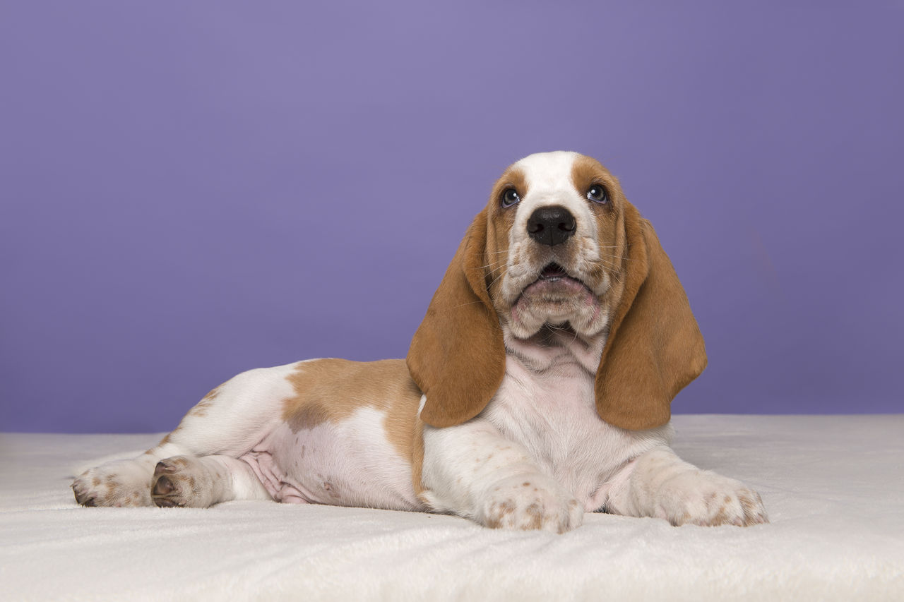 PORTRAIT OF DOG SITTING AGAINST WALL