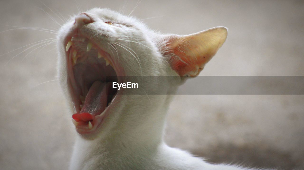 Close-up of cat, cat yawning
