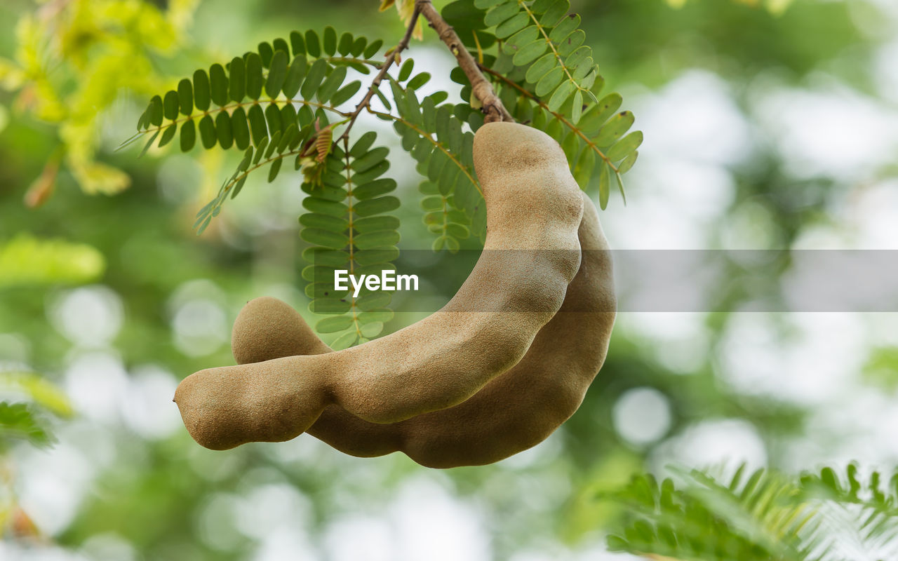 Low angle view of tamarind on tree