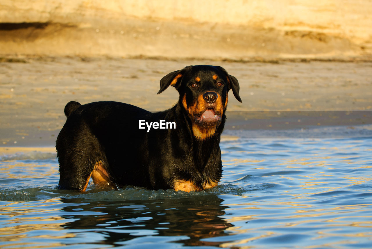 PORTRAIT OF DOG SITTING BY SEA