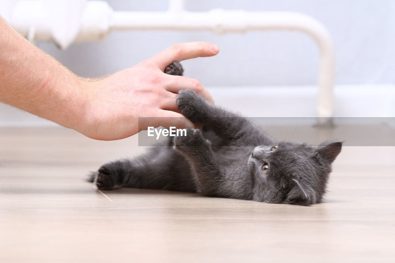 CLOSE-UP OF HAND HOLDING CAT WITH TABLE