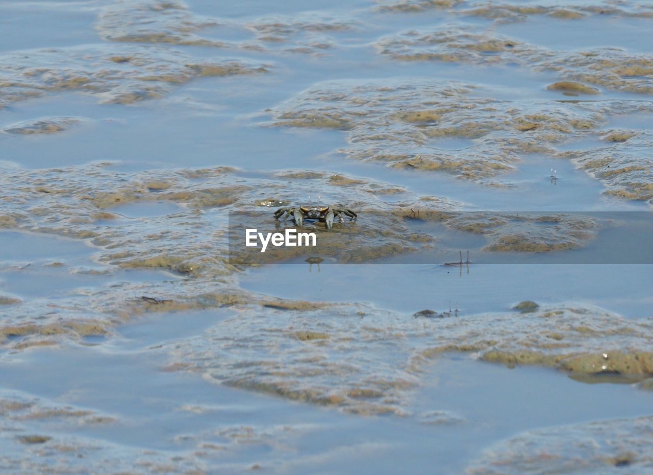 Crabs are searching for food on the coastal land in the gulf of thailand.