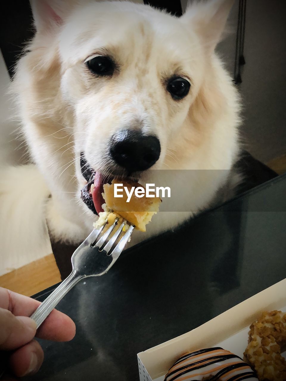 CLOSE-UP OF PERSON EATING ICE CREAM CONE