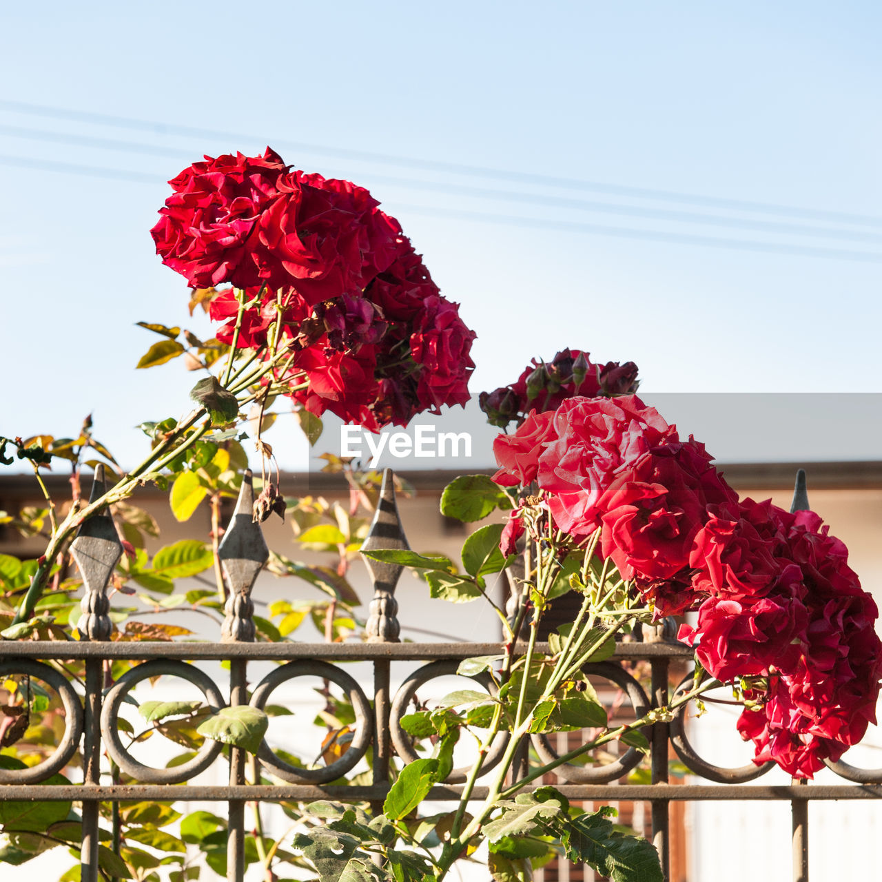 Close-up of red flowers against clear sky