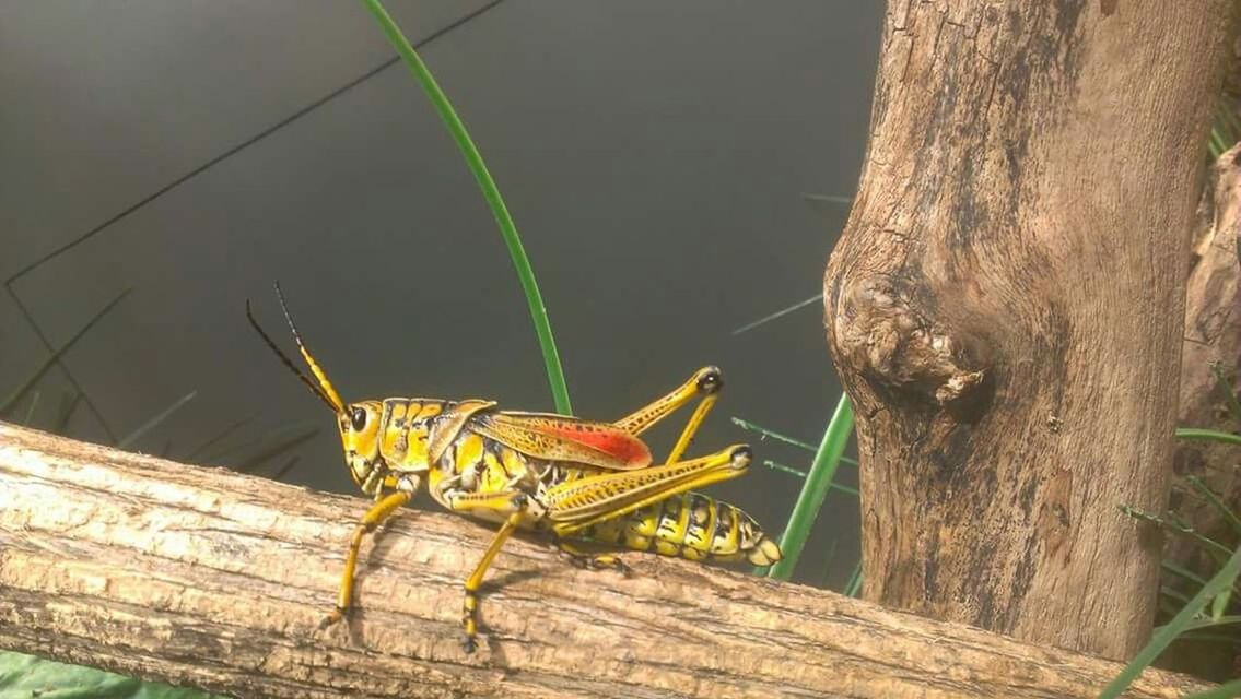 CLOSE-UP OF INSECT ON WALL