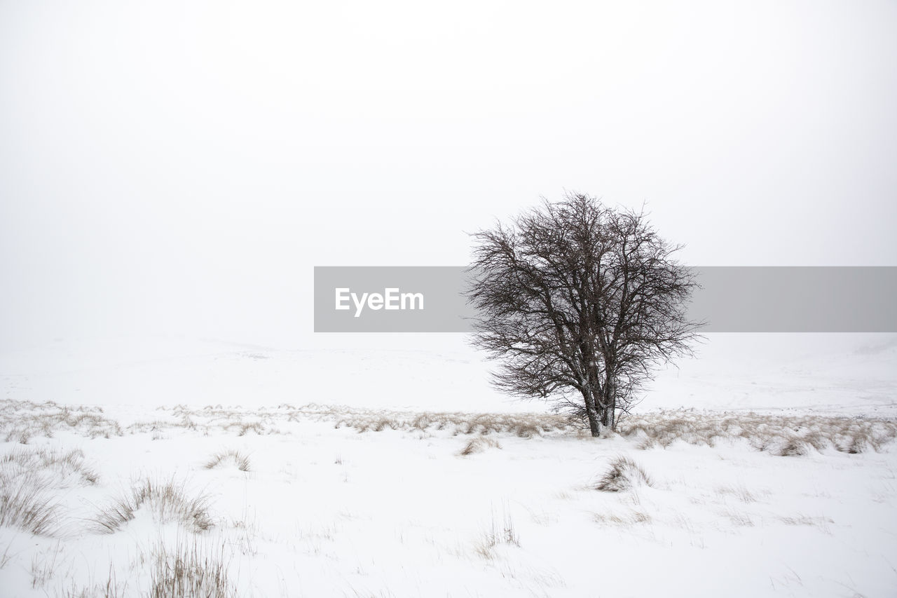 Bare tree on snow covered field against clear sky