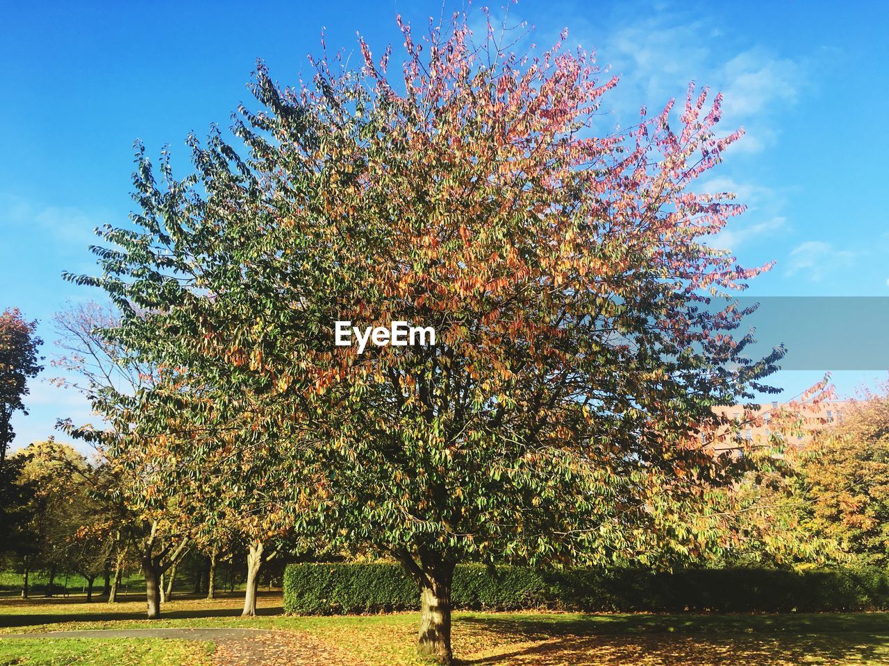 VIEW OF FLOWERING TREE IN FIELD