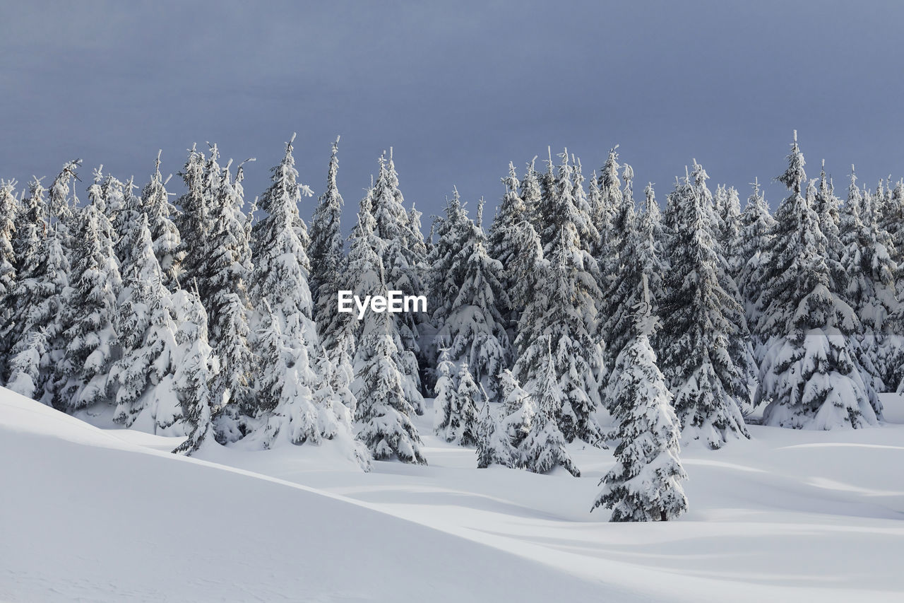 Magical winter landscape with snow covered trees at daytime.
