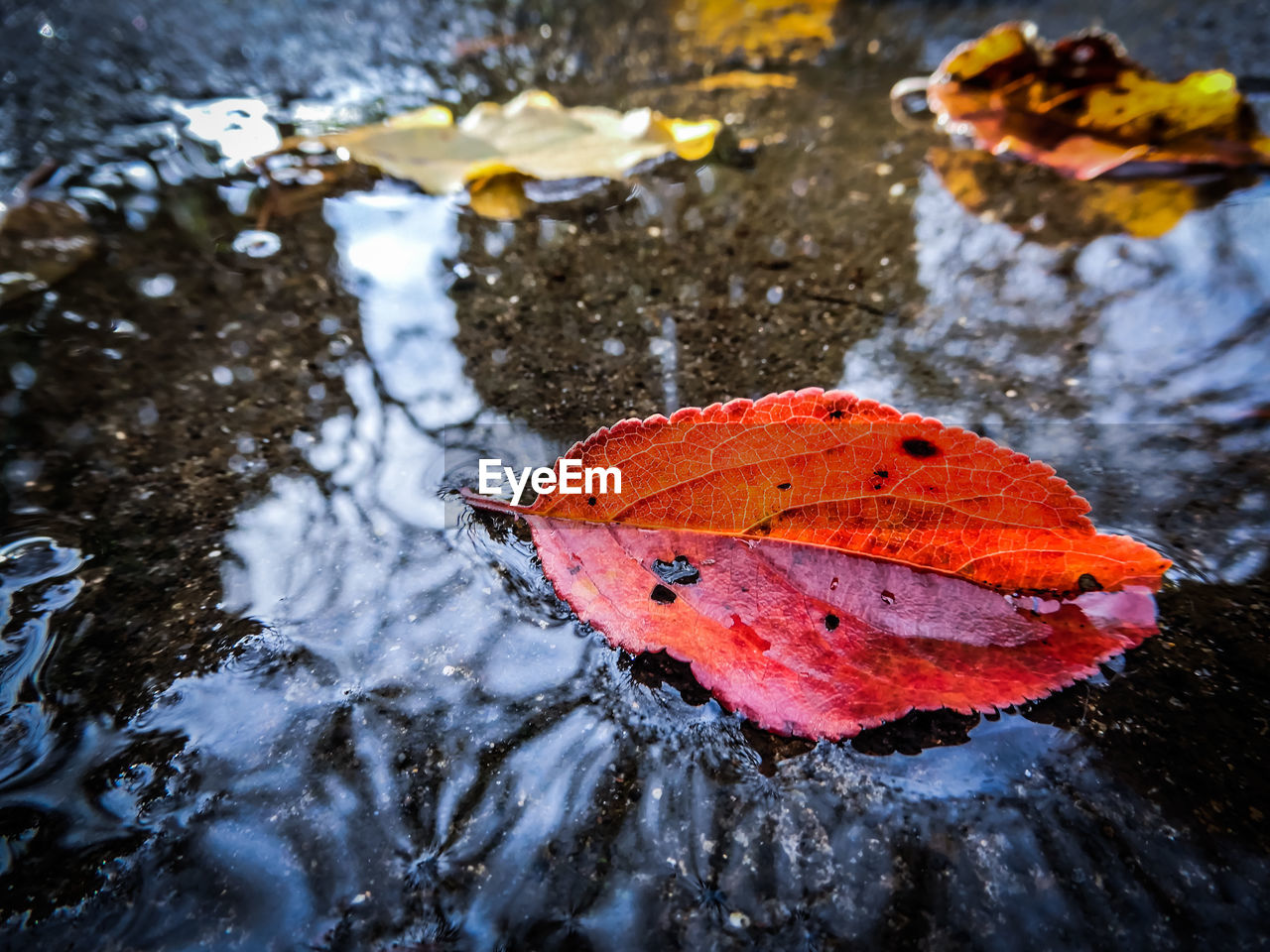 Close-up of autumn leaves on puddle
