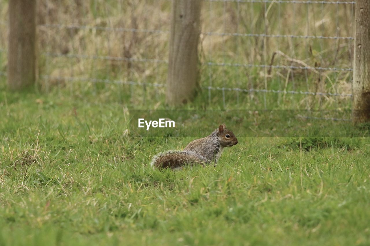 Squirrel on a field