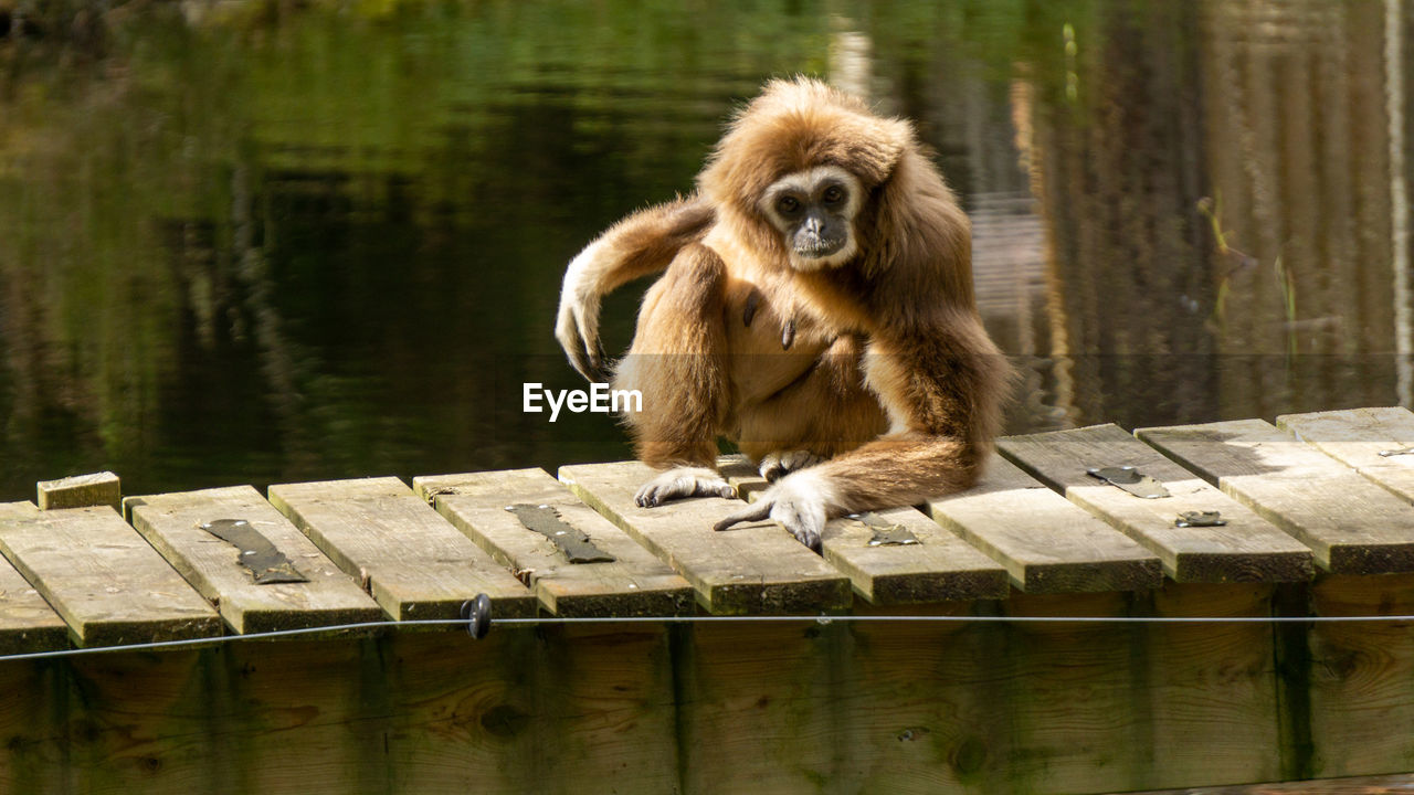 Ape sitting on wood