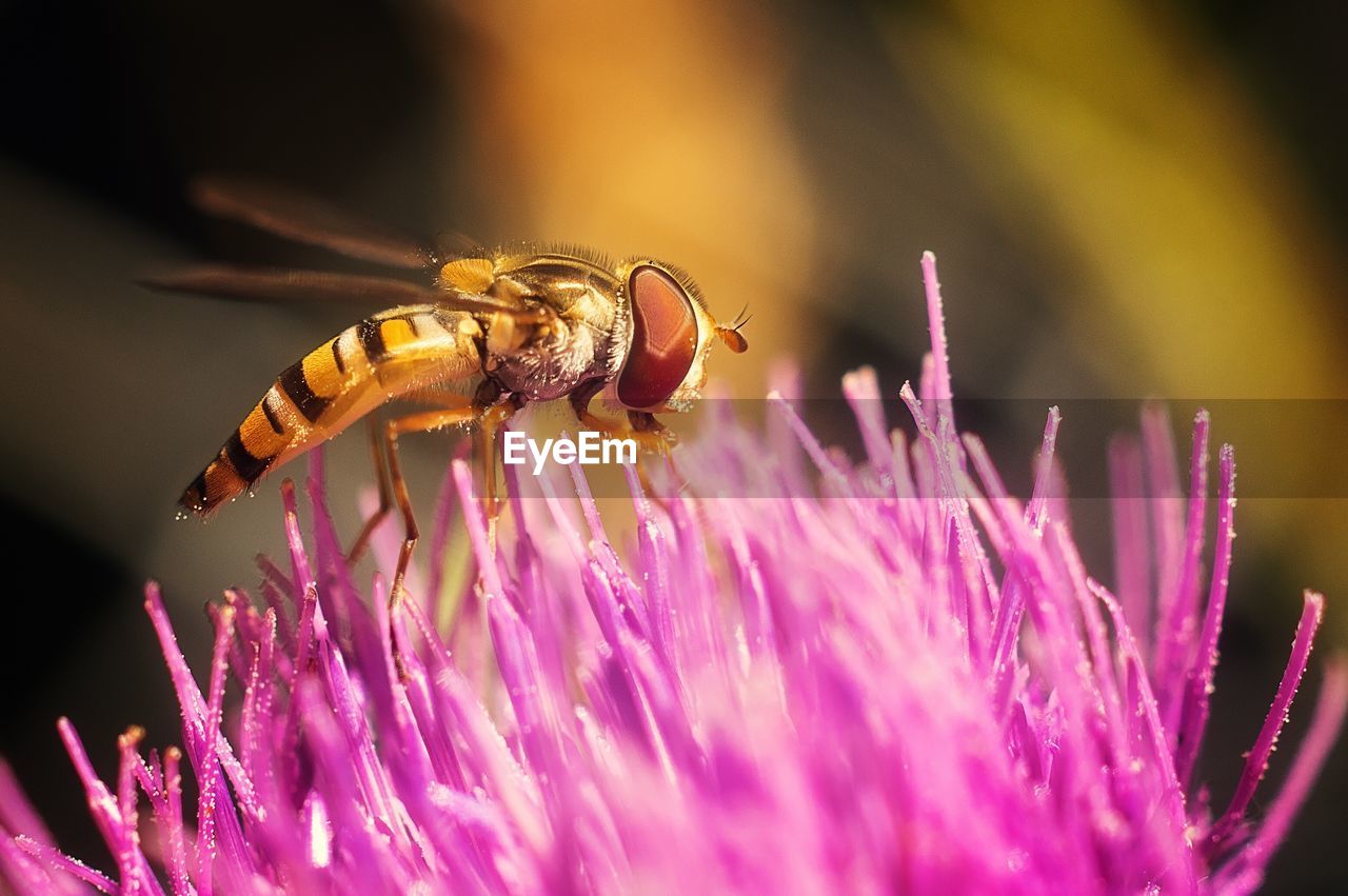 BEE POLLINATING ON PURPLE FLOWER