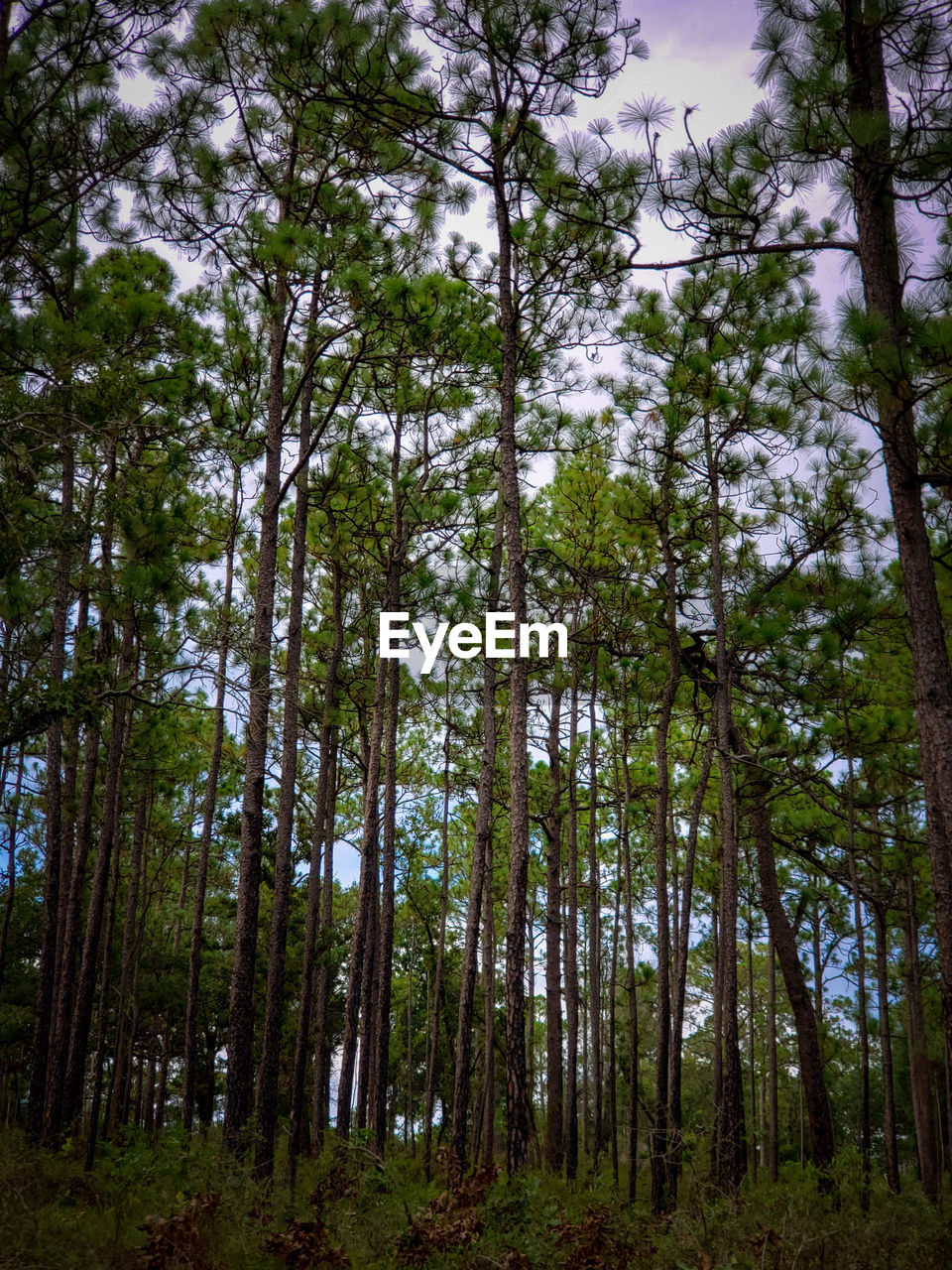 LOW ANGLE VIEW OF TREES GROWING IN FOREST