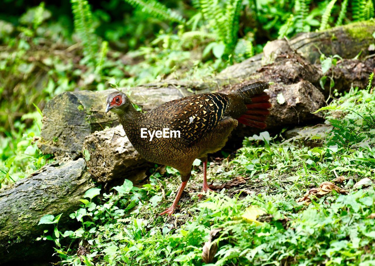 CLOSE-UP OF BIRD PERCHING ON A FIELD