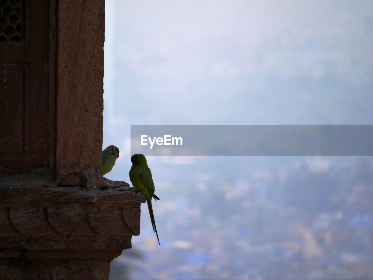 Bird perching on ledge