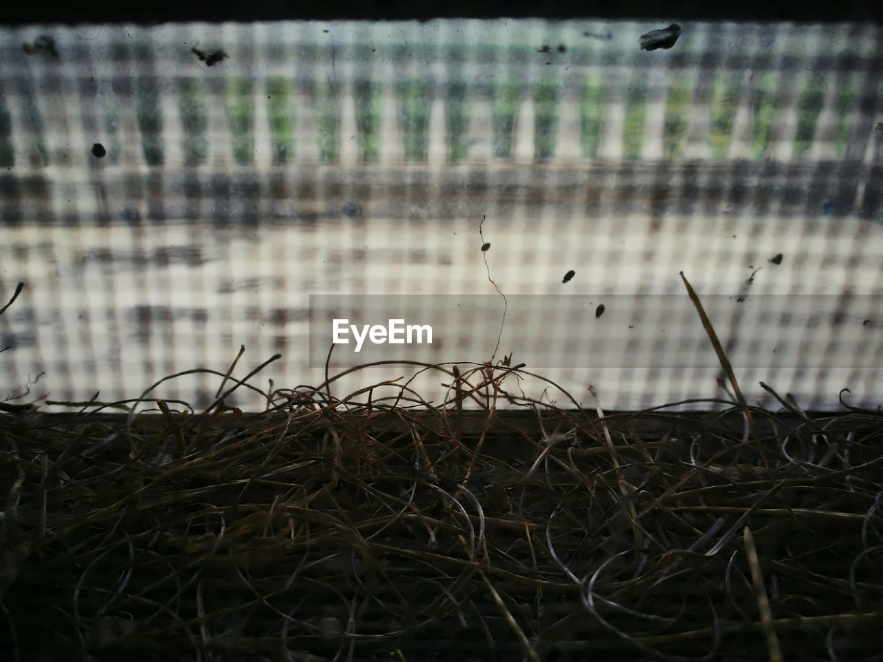 CLOSE-UP OF DRY PLANTS IN FRONT OF WALL