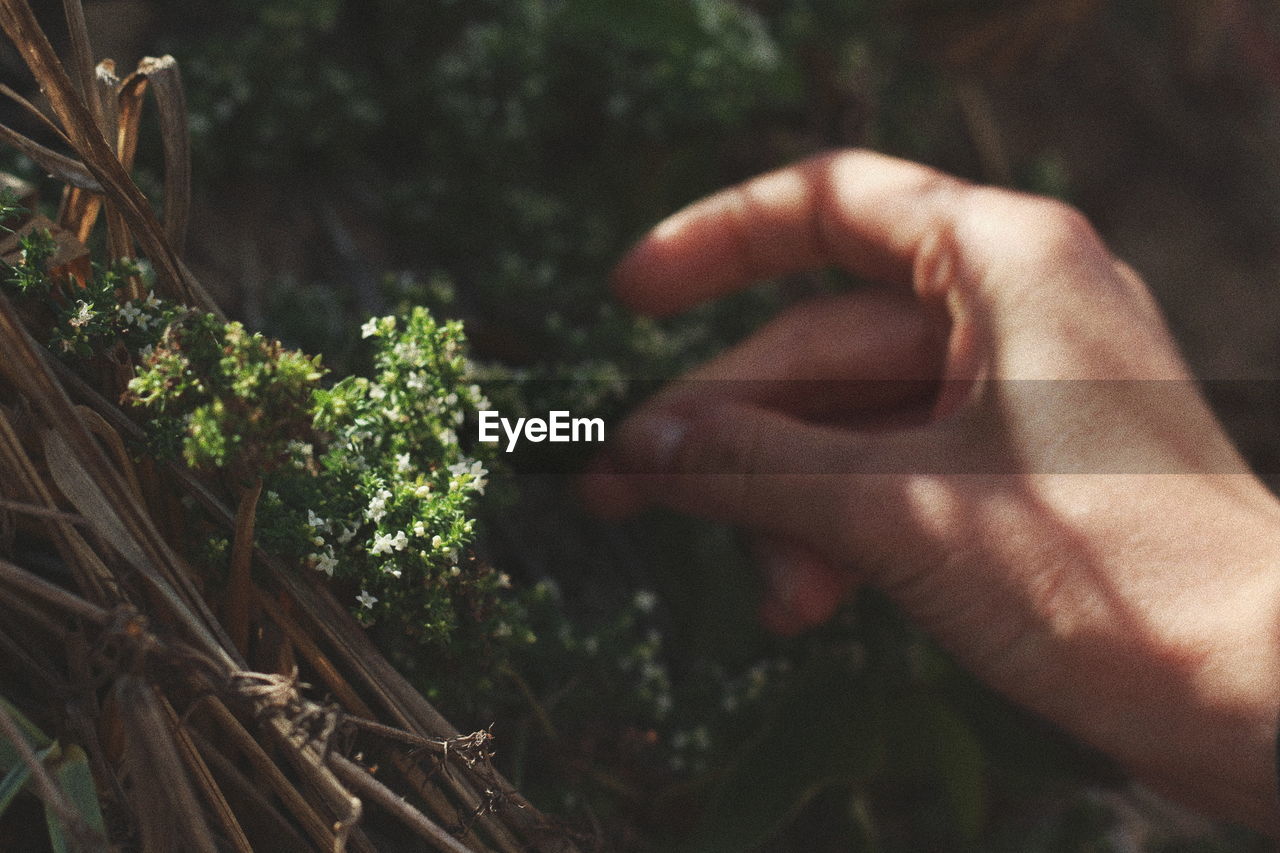 Cropped hand touching plants at park