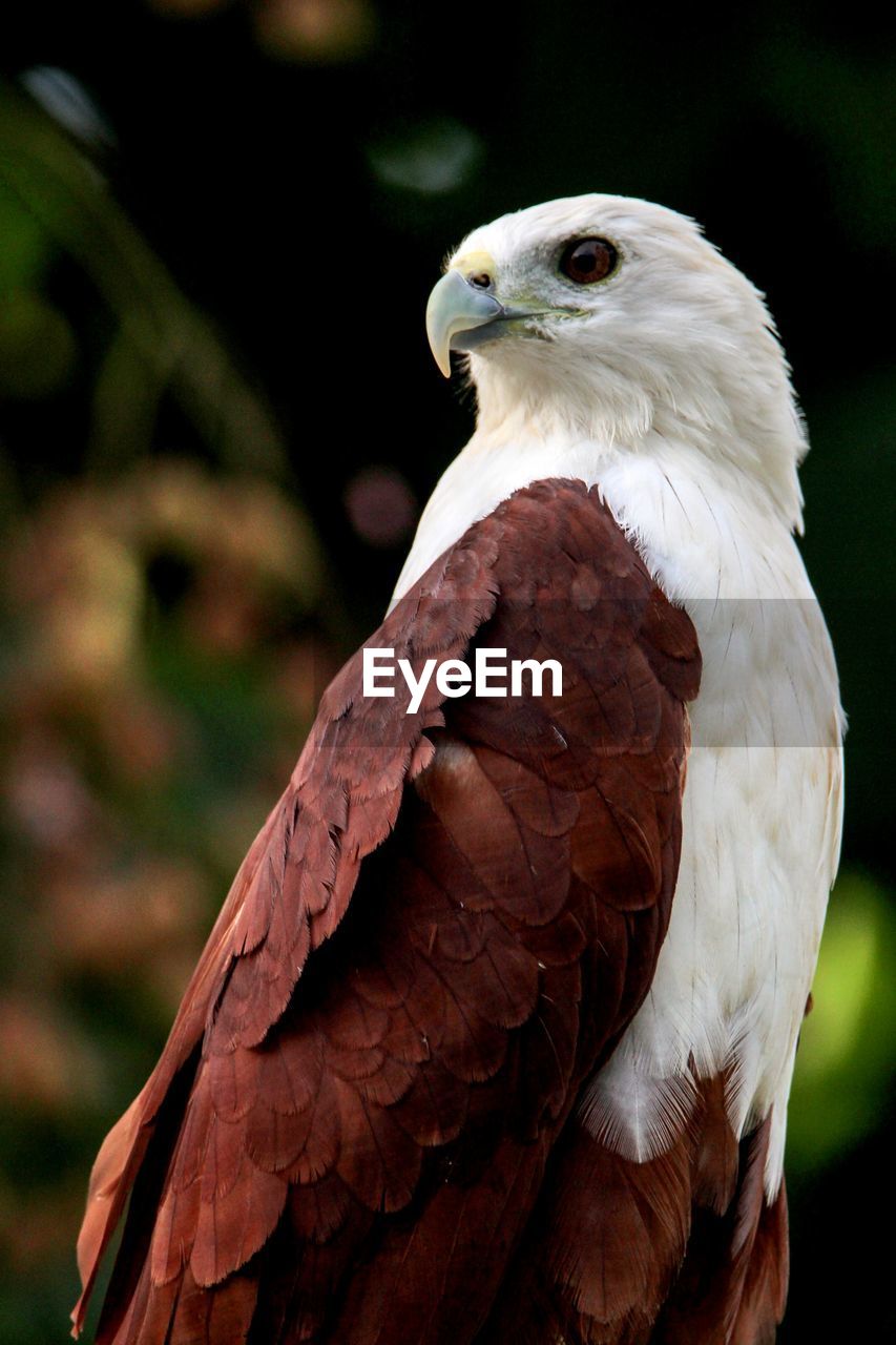 CLOSE-UP OF A BIRD