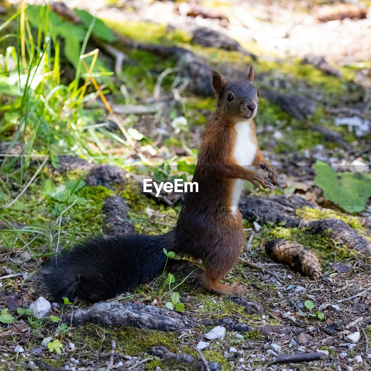 VIEW OF SQUIRREL SITTING ON ROCK