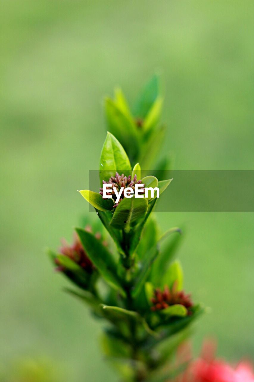 CLOSE-UP OF FLOWER BUD GROWING OUTDOORS