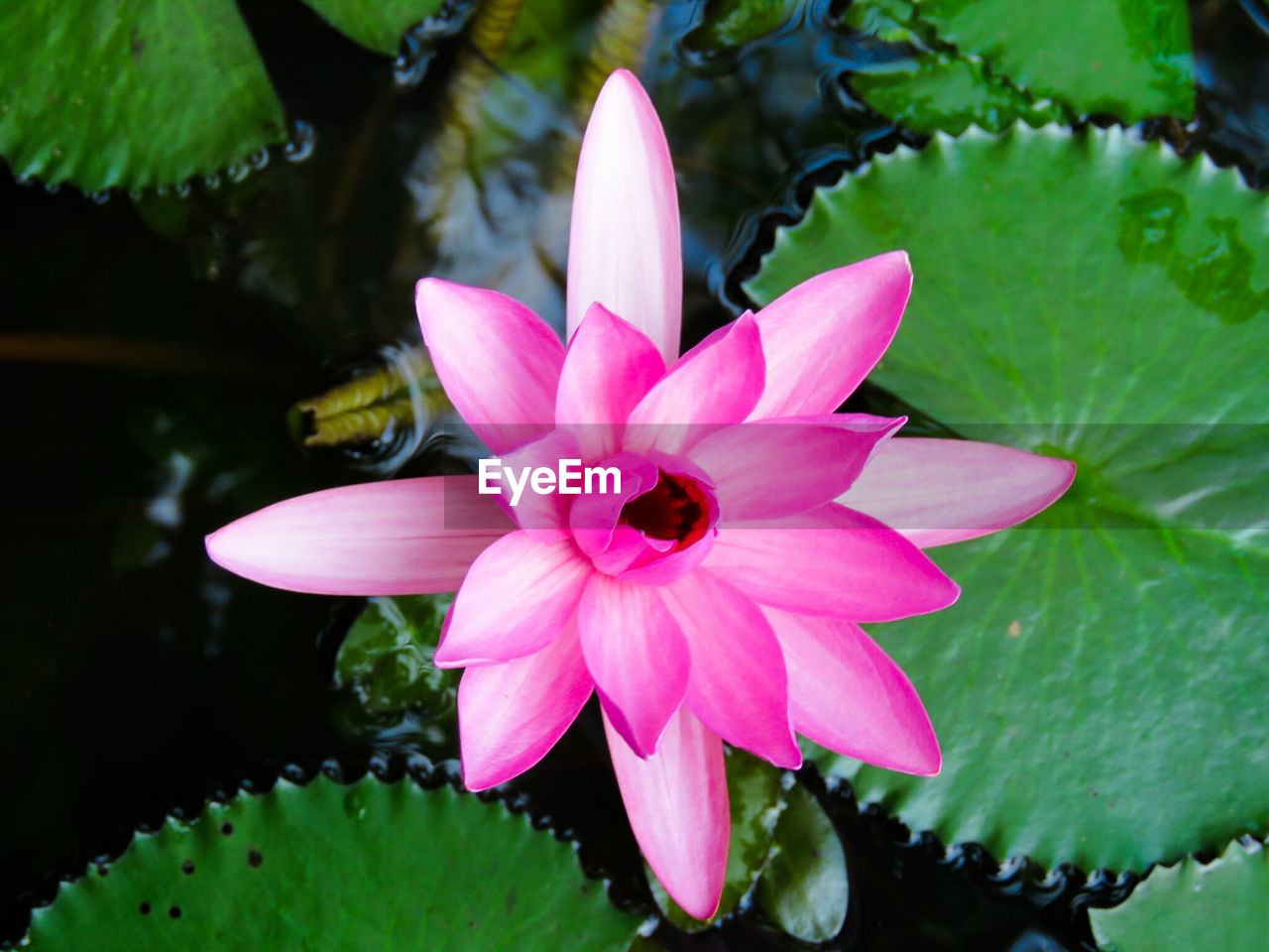 CLOSE-UP OF PINK LOTUS WATER LILY IN POND