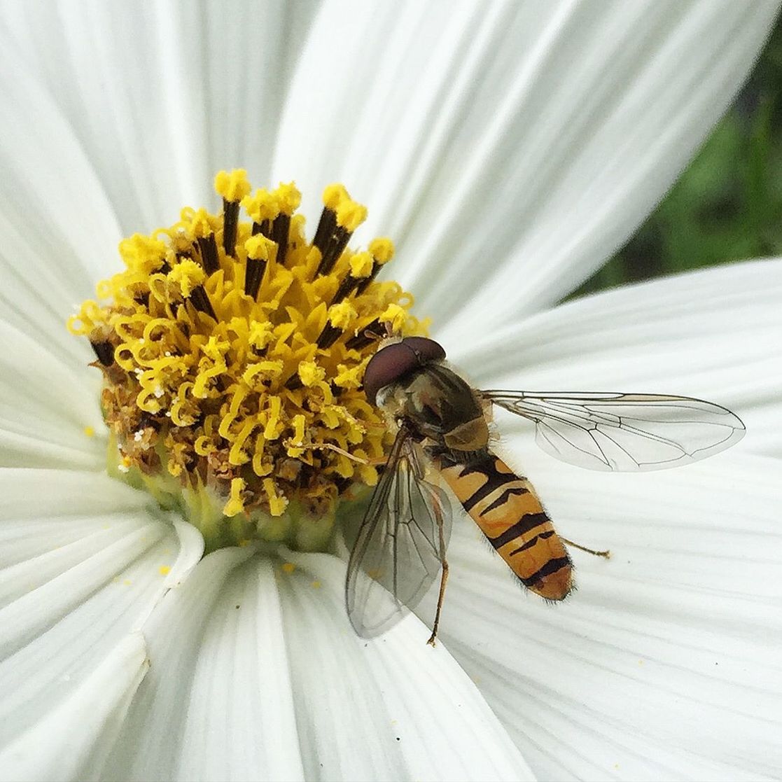 Detail shot of insect on flower