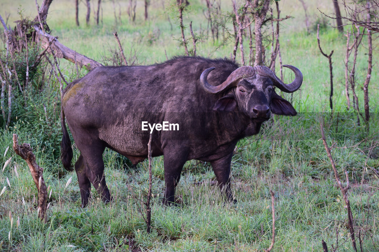 Buffalo standing in a field