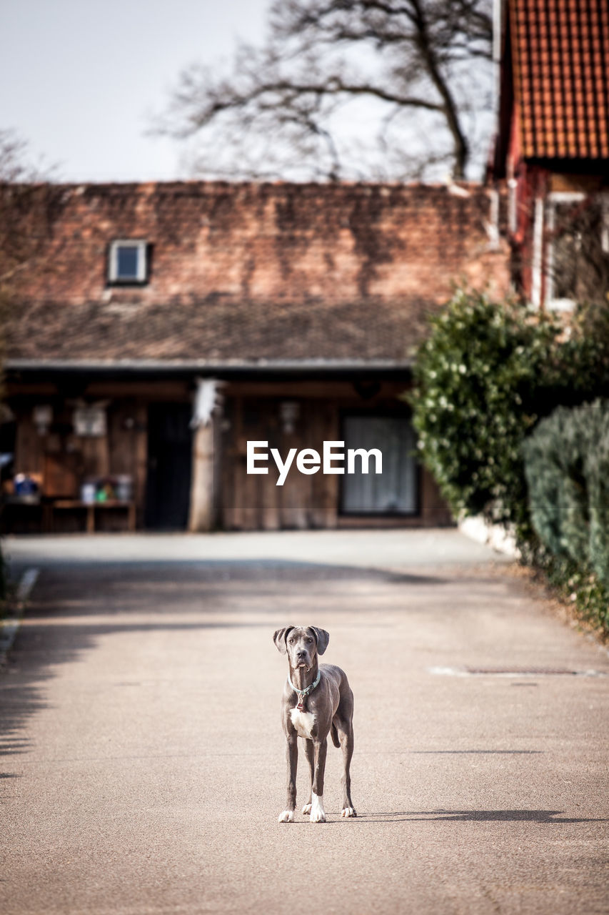 Great dane standing on walkway against house