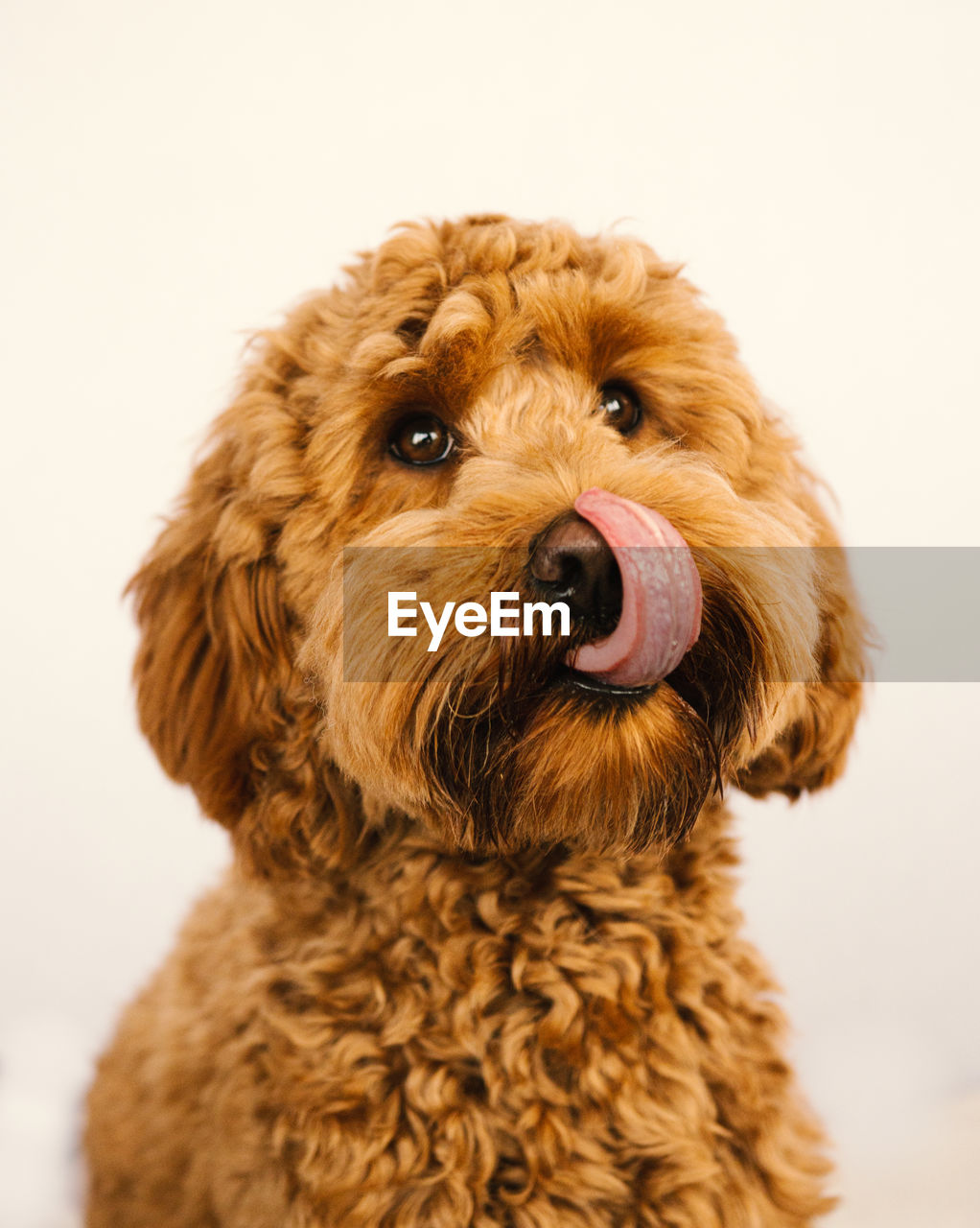 close-up portrait of dog against white background