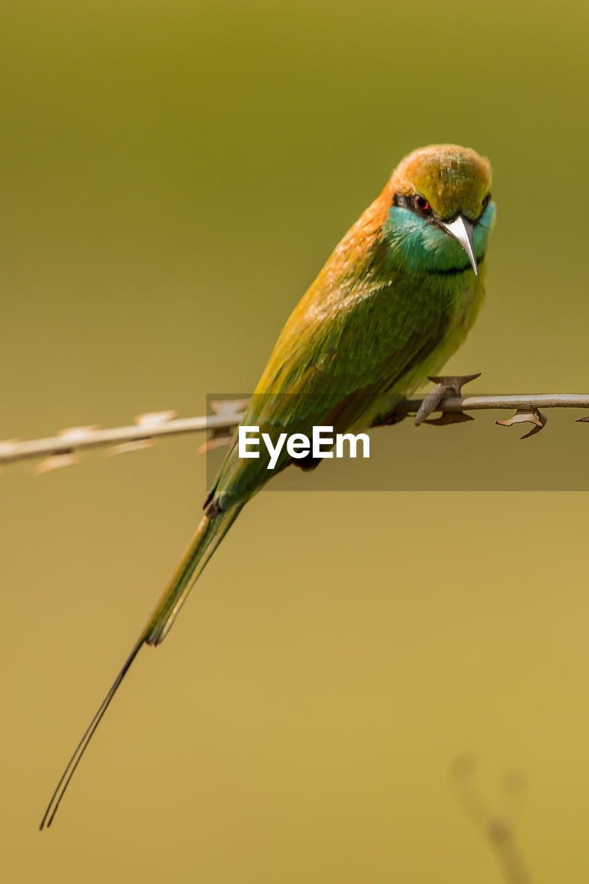 Close-up of bird perching on barbed wire