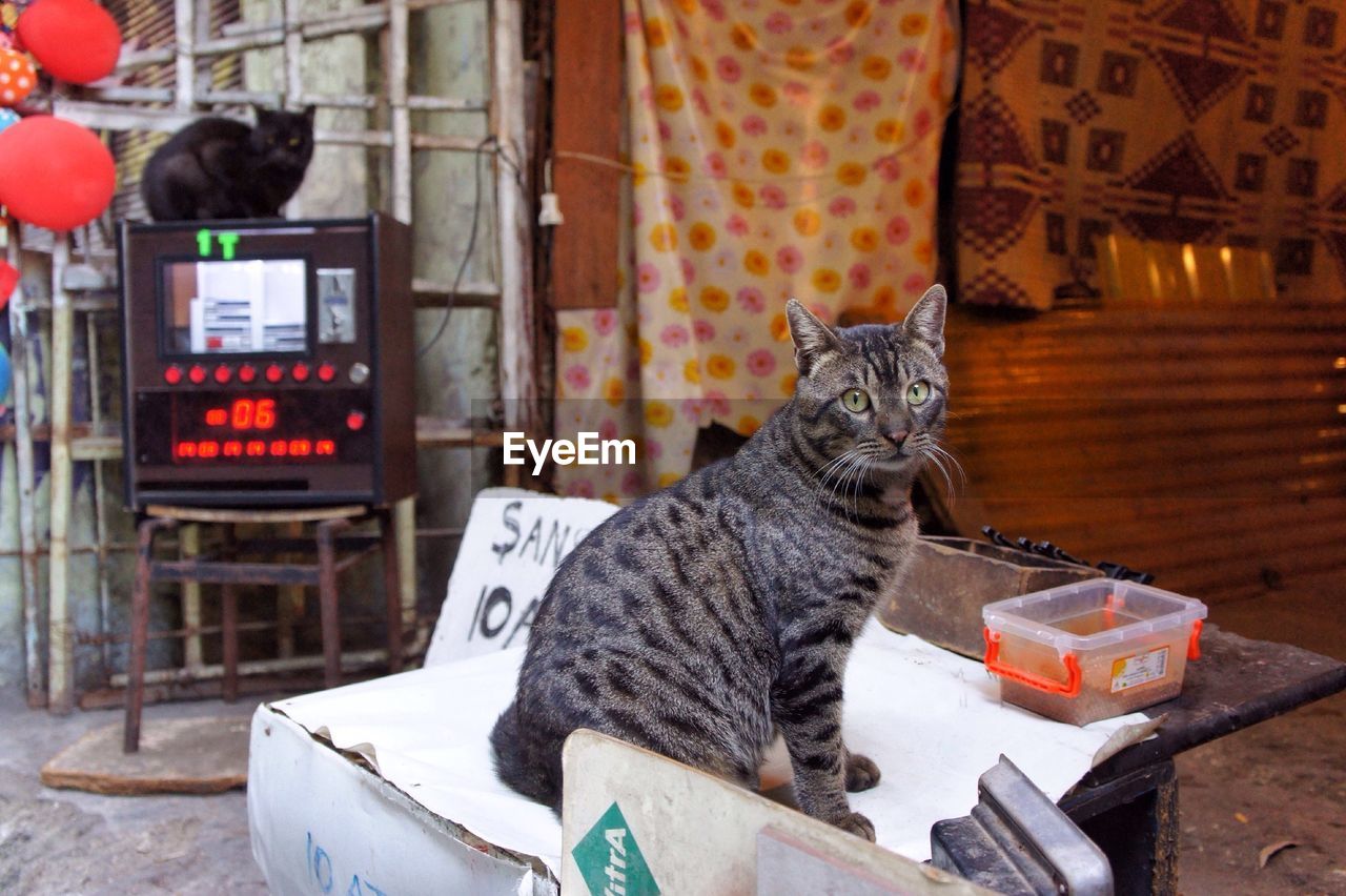 Close-up of cat sitting on table