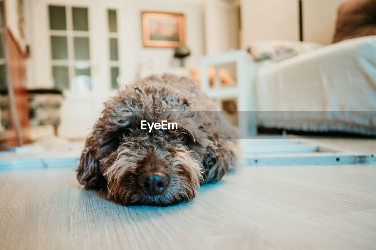 PORTRAIT OF A DOG RELAXING AT HOME