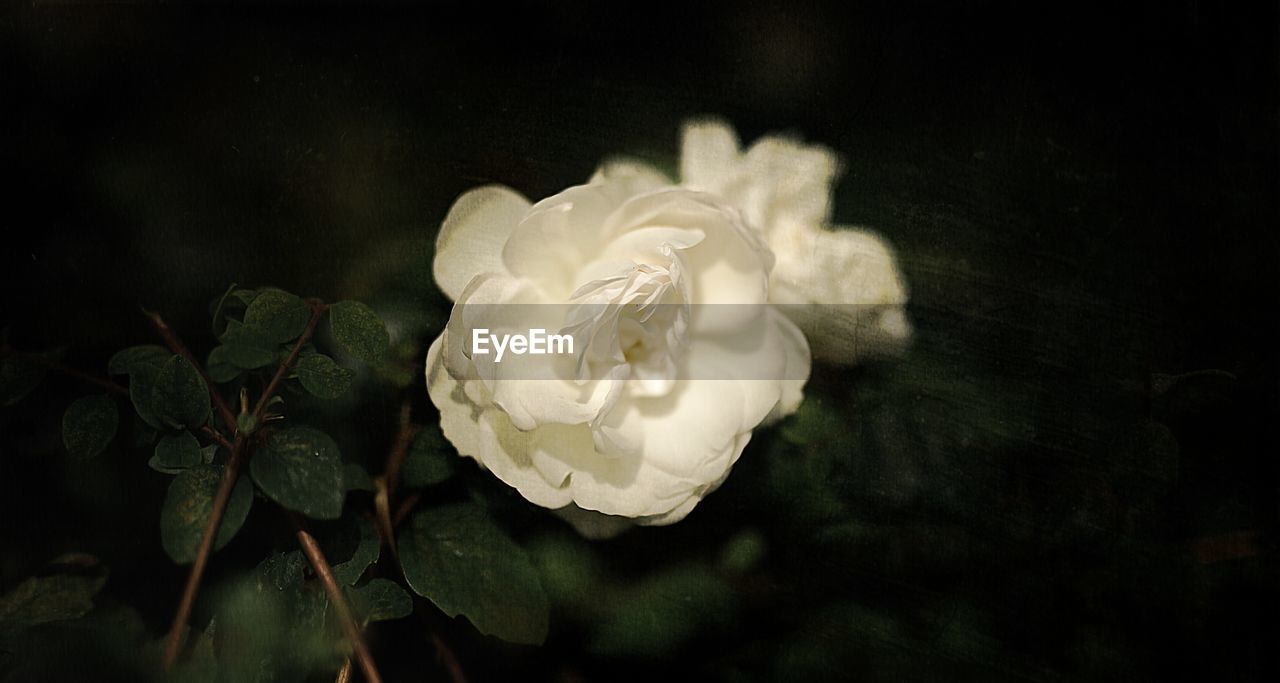 CLOSE-UP OF WHITE ROSE AGAINST BLURRED BACKGROUND