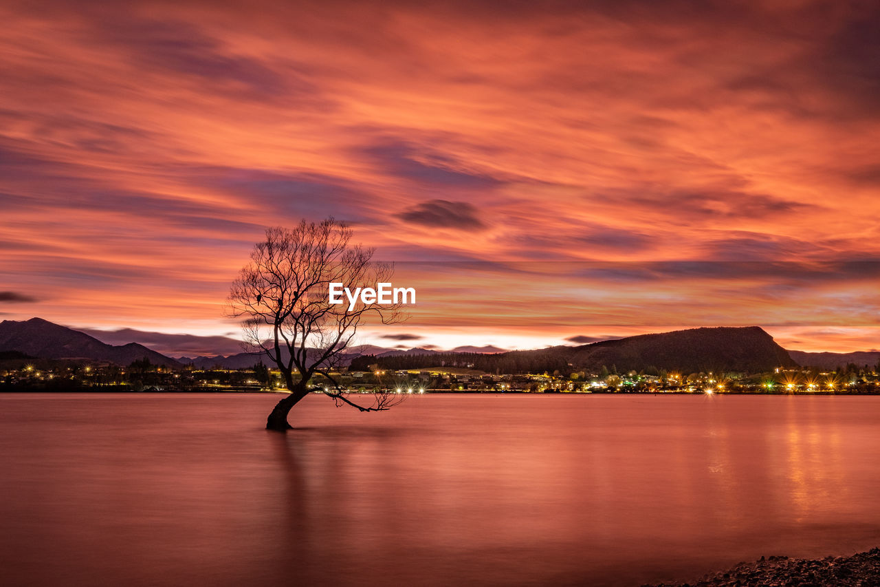 That wanaka tree at dawn