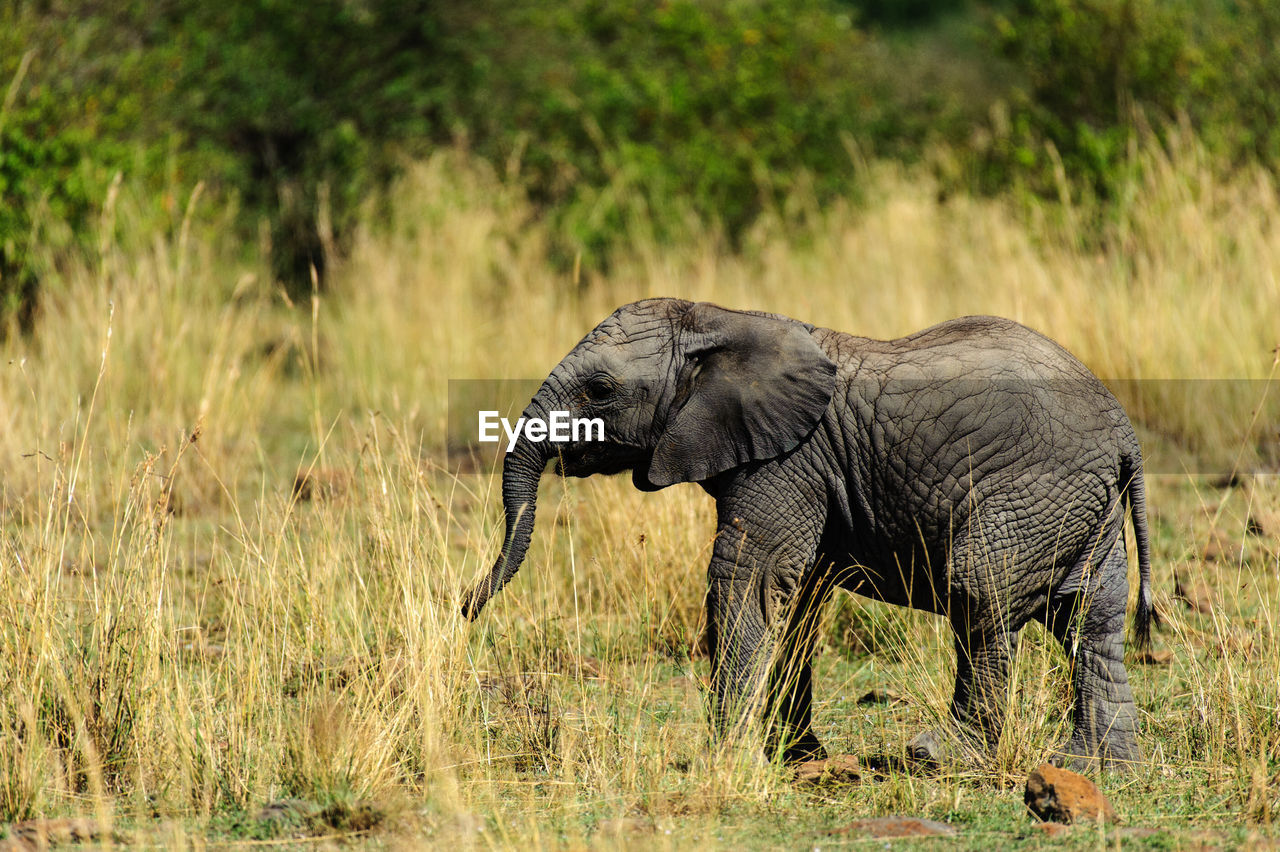 Elephant calf on grassy field