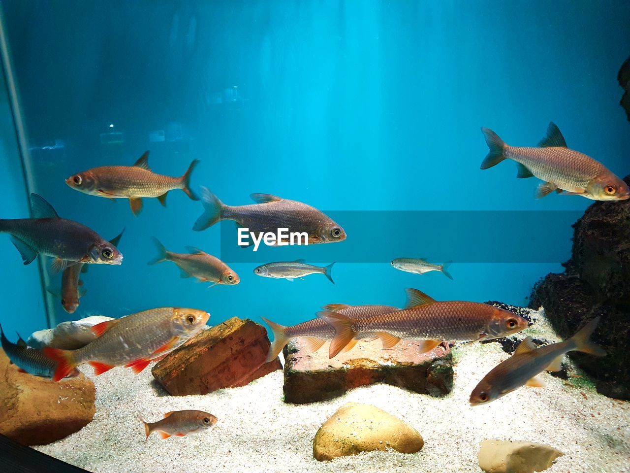 VIEW OF FISH SWIMMING UNDERWATER