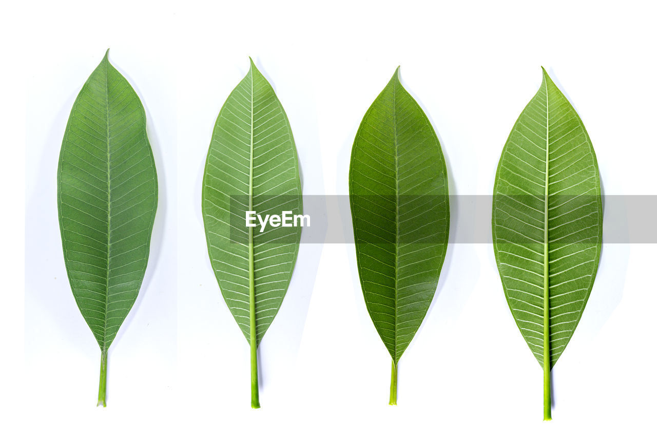 CLOSE-UP OF GREEN LEAVES