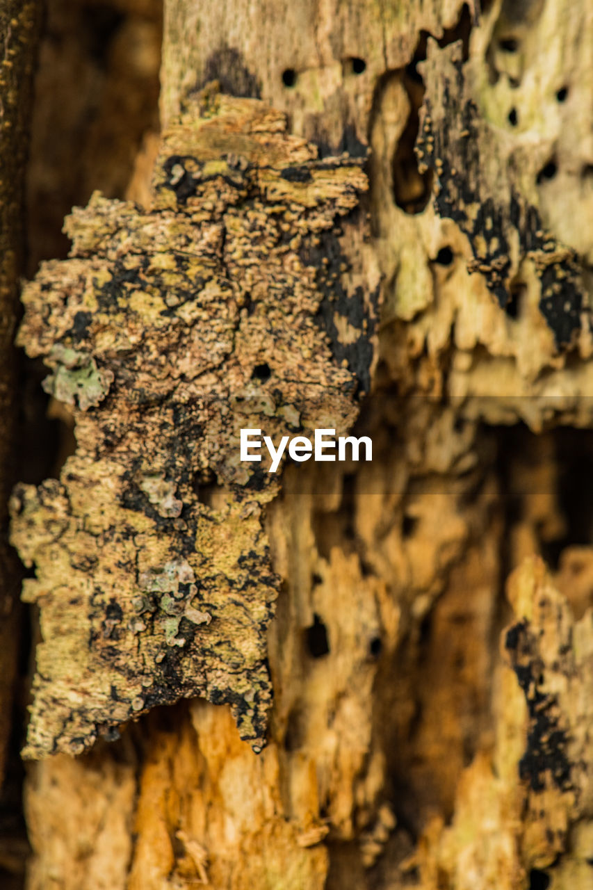 CLOSE-UP OF DEAD TREE TRUNK