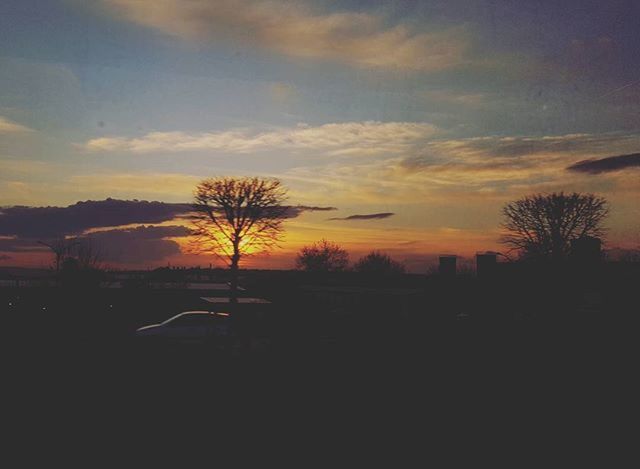 SILHOUETTE OF TREES AT SUNSET