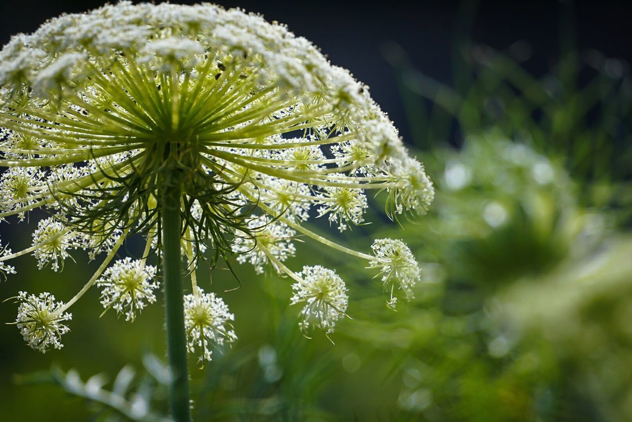 Close-up of flower plant