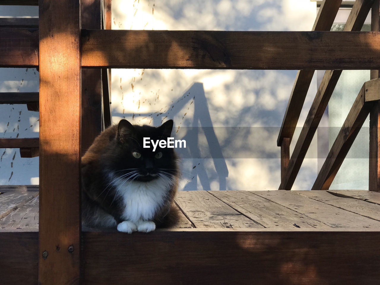 CAT SITTING ON WOODEN TABLE