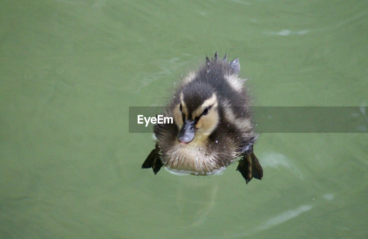 CLOSE-UP OF DUCKS SWIMMING IN LAKE