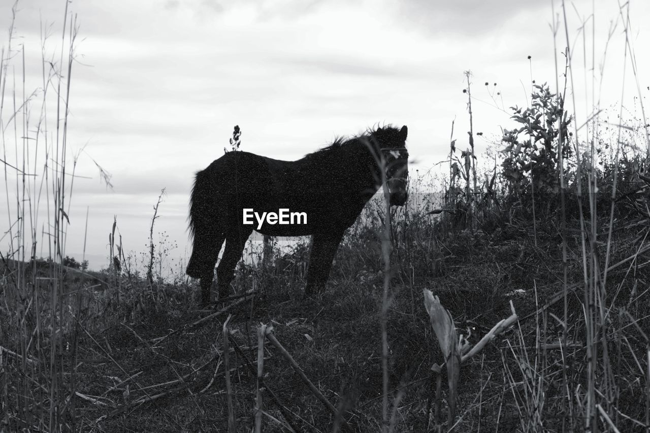 animal, animal themes, mammal, black and white, animal wildlife, one animal, plant, horse, grass, nature, monochrome photography, monochrome, domestic animals, sky, no people, wildlife, standing, cloud, pet, landscape, land, day, outdoors, side view, tree, full length, field, environment, livestock