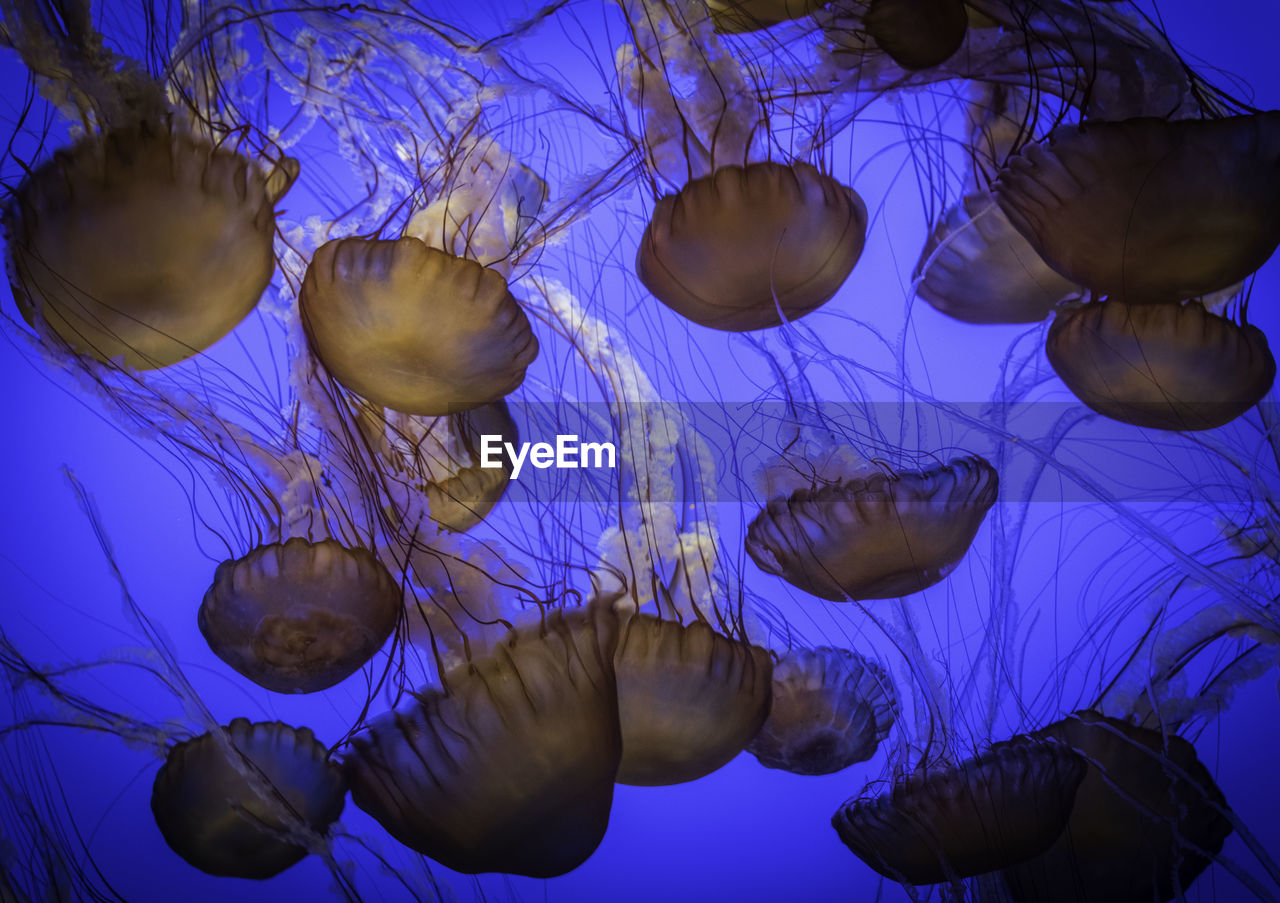 Close-up of jellyfish swimming underwater