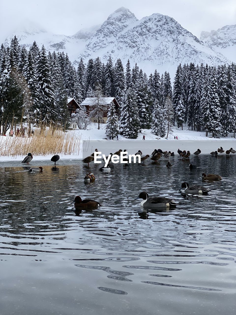 FLOCK OF BIRDS IN LAKE DURING WINTER