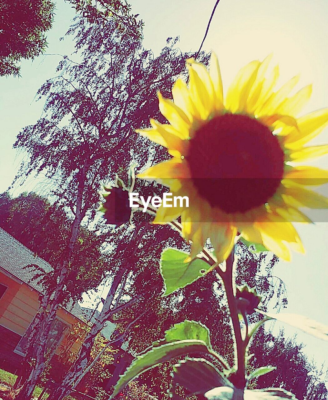 LOW ANGLE VIEW OF SUNFLOWER BLOOMING AGAINST SKY