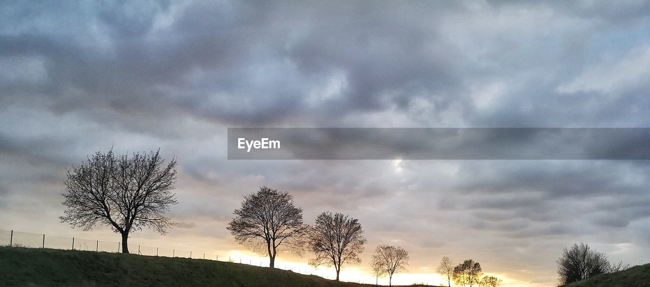 LOW ANGLE VIEW OF BARE TREES ON FIELD