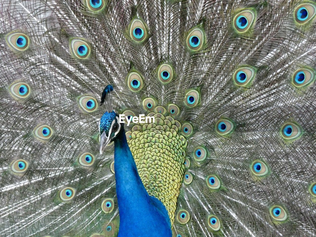 peacock, peacock feather, bird, fanned out, animal themes, animal, animal wildlife, feather, fashion accessory, one animal, showing, showing off, wildlife, beauty in nature, blue, multi colored, dancing, elegance, pride, pattern, close-up, day, nature, full frame, spreading, animal body part, animal behavior, vanity, green, emotion, flying, vibrant color, outdoors, tail, animal's crest, wing, spread wings, beak, animal head, portrait, front view, awe